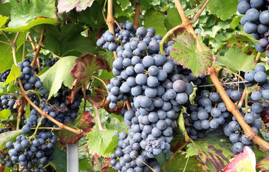 "Ja Heideblitz - de Wengertschütz"