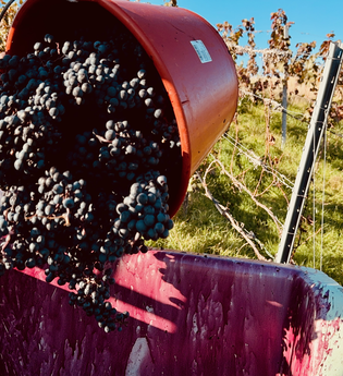 18.09.2026 - Wein Erlebnis Abend: Einblicke in die Weinlese