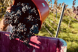 18.09.2026 - Wein Erlebnis Abend: Einblicke in die Weinlese