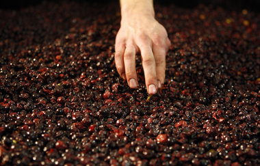 18.09.2026 - Wein Erlebnis Abend: Einblicke in die Weinlese