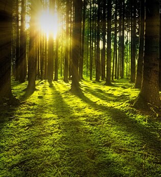 Achtsamkeitsspaziergang: Waldbaden - sich mit der Natur verbinden