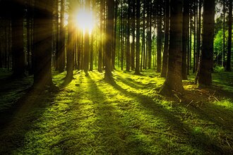 Achtsamkeitsspaziergang: Waldbaden - sich mit der Natur verbinden