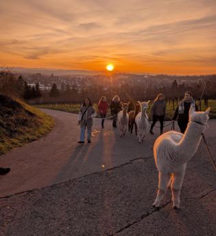 Wandergruppe führt  5 Alpakas die Weinberge hinauf. Im Hintergrund der Sonnenuntergang über Ensingen.