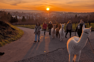 Wandergruppe führt  5 Alpakas die Weinberge hinauf. Im Hintergrund der Sonnenuntergang über Ensingen.