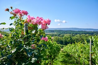 Ausgezeichnete Weinzeit | Pauschale | © Neckar-Zaber-Tourismus e.V.