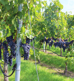 Bad Wimpfen und der Wein | © Stadt Brackenheim | CP