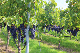 Bad Wimpfen und der Wein | © Stadt Brackenheim | CP