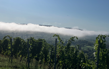 Weinberg im Morgennebel mit Blick auf Wälder und Wiesen bei Bad Wimpfen | © Stadt Bad Wimpfen
