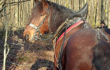 Beim Holzrücken