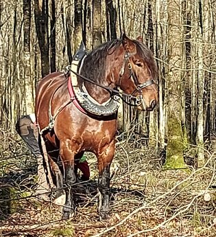 Beim Holzrücken