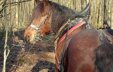 Beim Holzrücken