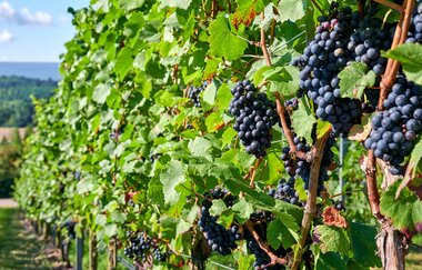 Weinberge im Zabergäu | Weinerlebnisführung | rote Trauben | © Neckar-Zaber-Tourismus e.V.