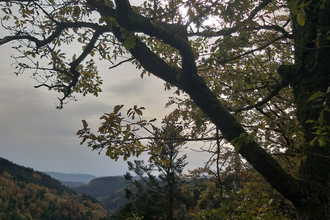 Blätterrauschen | © Roland Fischer