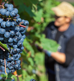 Weinlese | © Stadt Bönnigheim