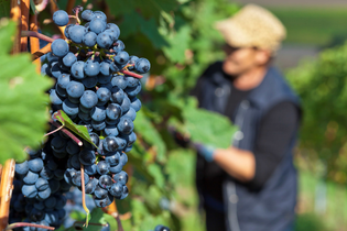 Weinlese | © Stadt Bönnigheim