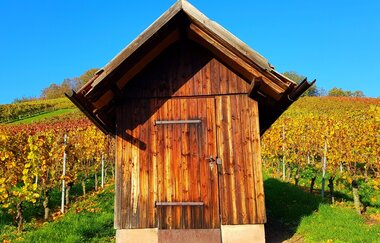 Busbegleitung Wein-Panoramafahrt "Rund um den Heuchelberg" | © Wolfgang Keimp