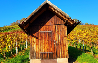 Busbegleitung Wein-Panoramafahrt "Rund um den Heuchelberg"