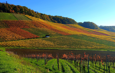 Busbegleitung Wein-Panoramafahrt "Rund um den Heuchelberg"