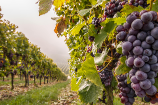 Herbst in Brackenheim | Weinberge | © Neckar-Zaber-Tourismus e.V.