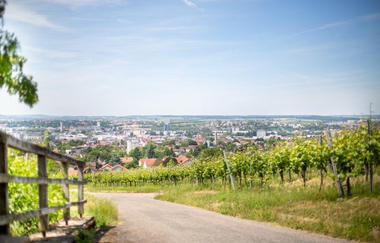 Ein Weg führt bergab durch grüne Weinreben mit Blick auf eine Stadt. Links steht ein Holzzaun, der Himmel ist blau mit wenigen Wolken. Die Landschaft wirkt idyllisch und sonnig.