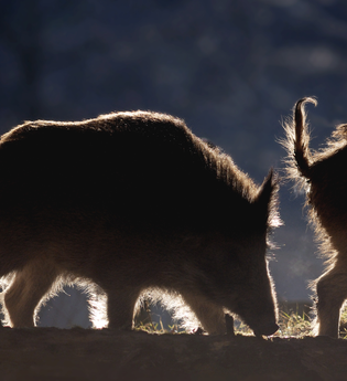 Dem Wildschwein auf der Spur – Naturerlebnis mit Genuss | © Thomas Kaiser