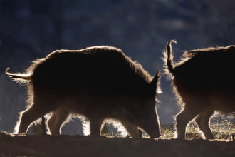 Dem Wildschwein auf der Spur – Naturerlebnis mit Genuss | © Thomas Kaiser