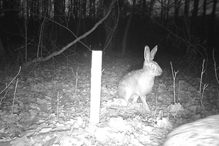 Der Wald und seine Bewohner im Winter | © Roland Fischer