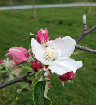 Blühender Streuobstzweig | © Touristikgemeinschaft Hohenlohe | Roland Dietz