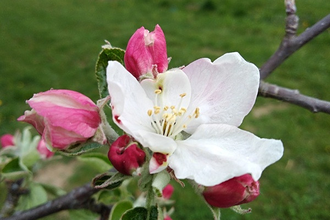 Blühender Streuobstzweig | © Touristikgemeinschaft Hohenlohe | Roland Dietz