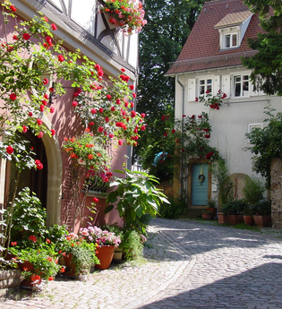 Blick in die Schwibbogengasse mit idyllischen Rosen und Fachwerkhäusern | © Stadt Bad Wimpfen