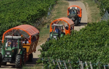 Katzenbeißer Carrus | Planwagen- und Weinbergrundfahrt | Lauffen am Neckar | © Katzenbeisser Carrus Planwagenfahrten GbR