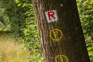 Eberbach wandert - Neckarsteig und „Eberbacher Pfad der Flussgeschichte“ | © Stadt Eberbach / Andreas Held