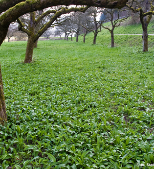 Eberbacher Bärlauchtage - Bärlauchwanderung | © Stadt Eberbach / Andreas Held