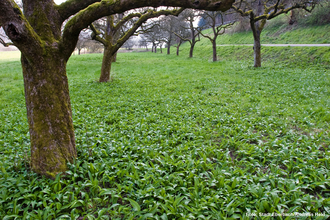 Eberbacher Bärlauchtage - Bärlauchwanderung | © Stadt Eberbach / Andreas Held
