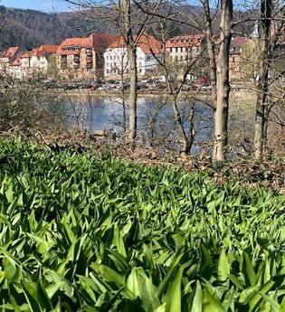 Eberbacher Bärlauchtage - Kochen mit Bärlauch | © Stadt Eberbach / Andreas Held