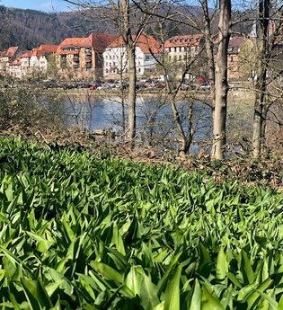 Eberbacher Bärlauchtage - Kochen mit Bärlauch | © Stadt Eberbach / Andreas Held
