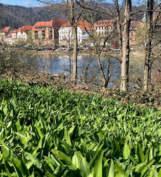 Eberbacher Bärlauchtage - Kochen mit Bärlauch | © Stadt Eberbach / Andreas Held