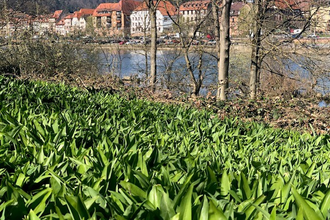 Eberbacher Bärlauchtage - Kochen mit Bärlauch | © Stadt Eberbach / Andreas Held