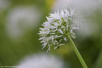Eberbacher Bärlauchtage - Vortrag „Bärlauch- Heilpraktische Wirkung und Anwendung“ | © Stadt Eberbach / Andreas Held