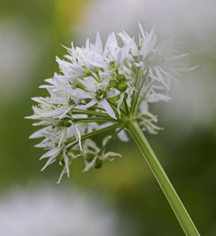 Eberbacher Bärlauchtage - Vortrag „Der bärenstarke Bärlauch“ | © Stadt Eberbach / Andreas Held