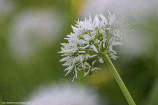 Eberbacher Bärlauchtage - Vortrag „Der bärenstarke Bärlauch“ | © Stadt Eberbach / Andreas Held