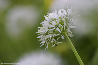 Eberbacher Bärlauchtage - Vortrag "Wildes Kraut mit Heilkraft und für die gesunde Küche- Bärlauch" | © Stadt Eberbach / Andreas Held