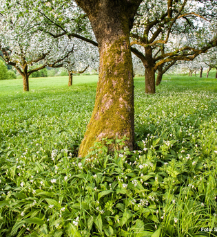 Bärlauch in Eberbach / Odenwald | © Stadt Eberbach/Andreas Held