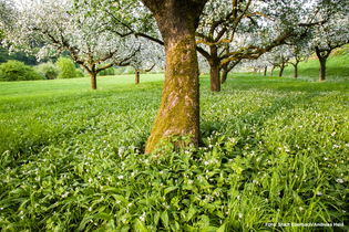 Bärlauch in Eberbach / Odenwald | © Stadt Eberbach/Andreas Held