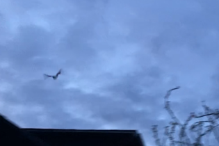 Fledermäuse finden Freunde – Mit dem Bat-Detektor auf Entdeckungsreise