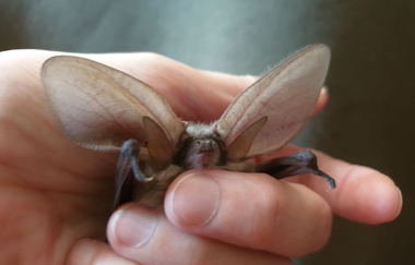 Fledermäuse finden Freunde – Mit dem Bat-Detektor auf Entdeckungsreise