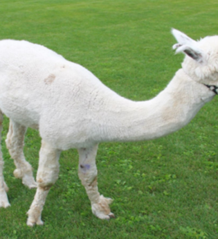 Freizeitaktivitäten mit  Alpacas und Lamas | © Stadt Kraichtal