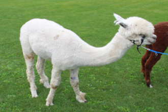 Freizeitaktivitäten mit  Alpacas und Lamas | © Stadt Kraichtal