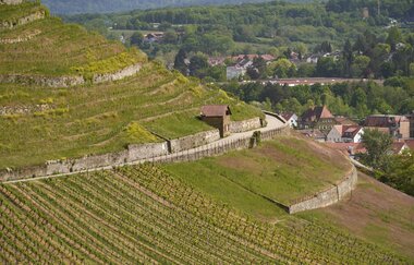 Wein- und Rosenrundweg