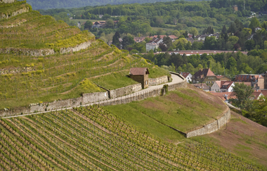 Wein- und Rosenrundweg